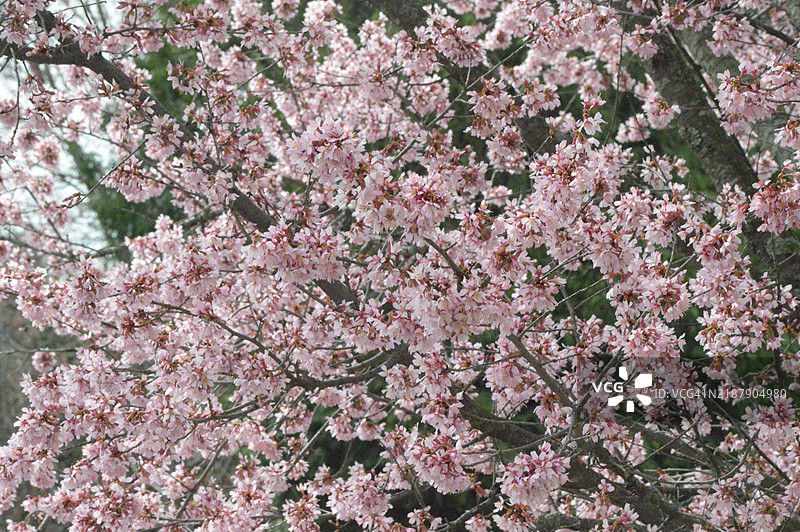 粉色山茱萸树图片素材