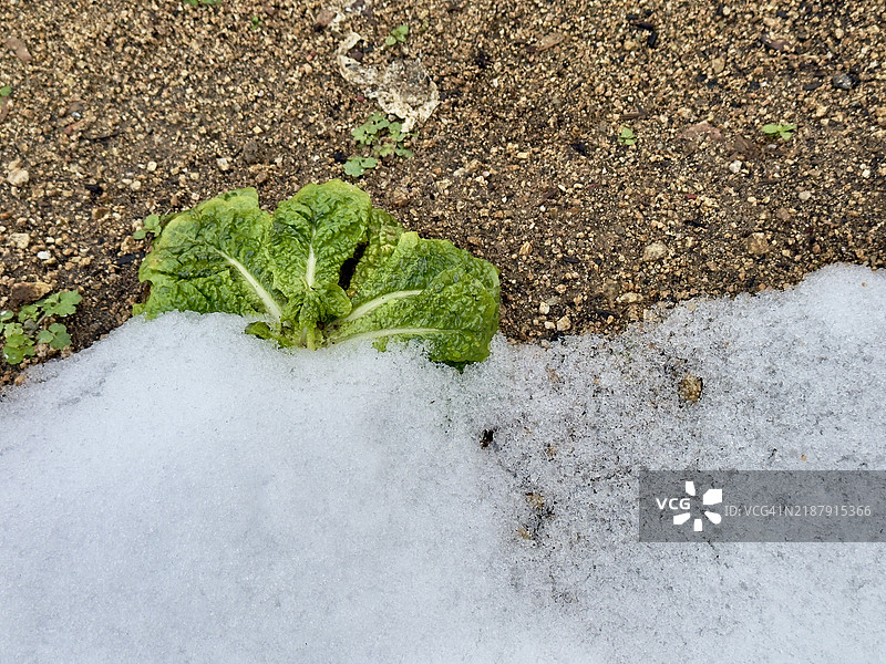 冬季花园中的雪损蔬菜图片素材