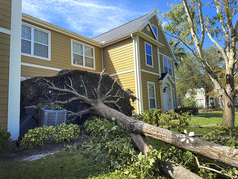 飓风过后，靠近房子的倒下的大树特写图片素材