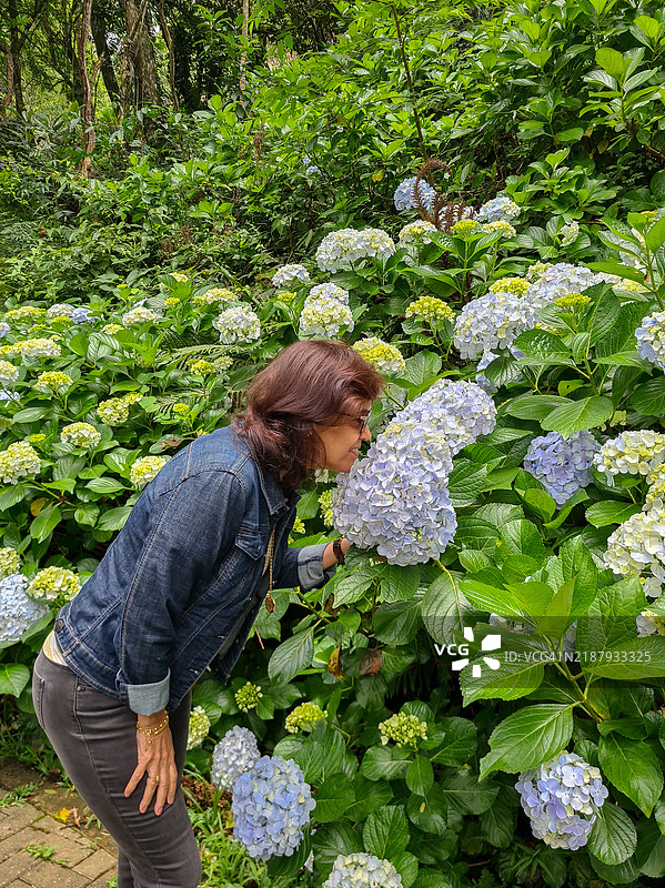 巴西南部的绣球花盛开图片素材