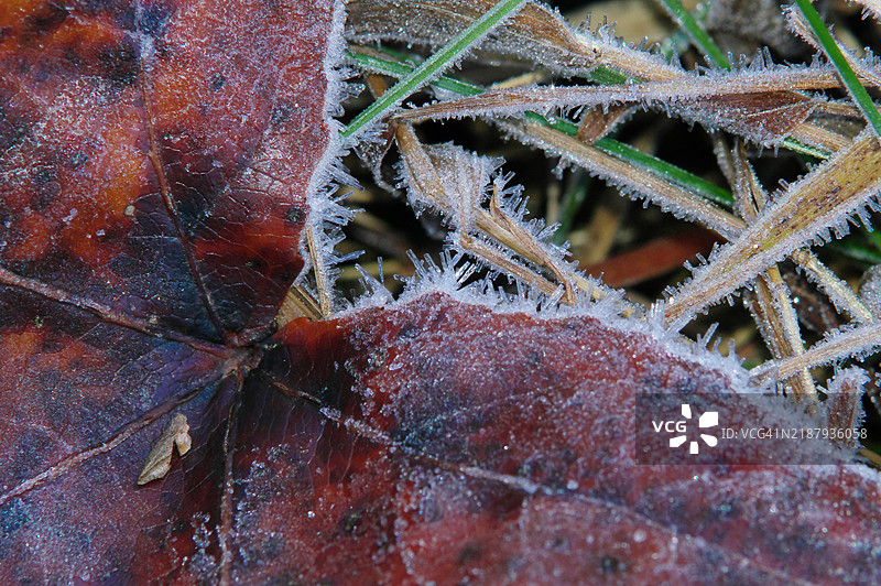 秋叶上的白霜图片素材