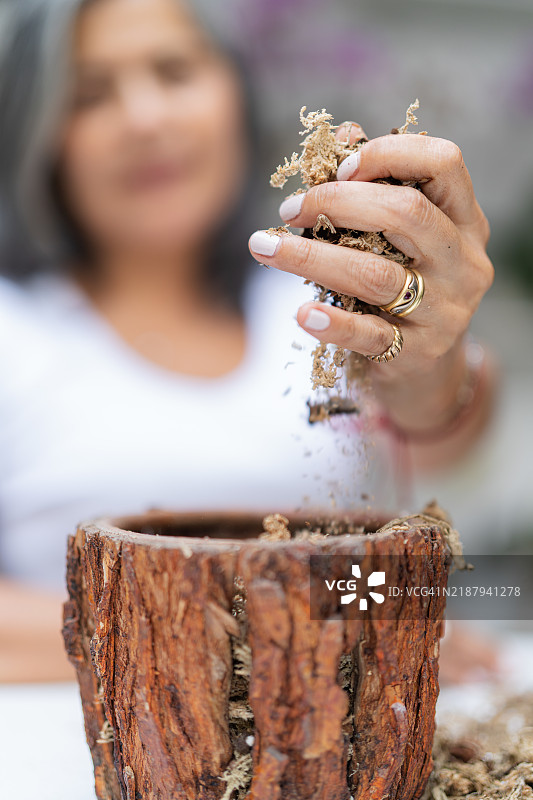 园丁在家庭苗圃中用苔藓给兰花换盆图片素材