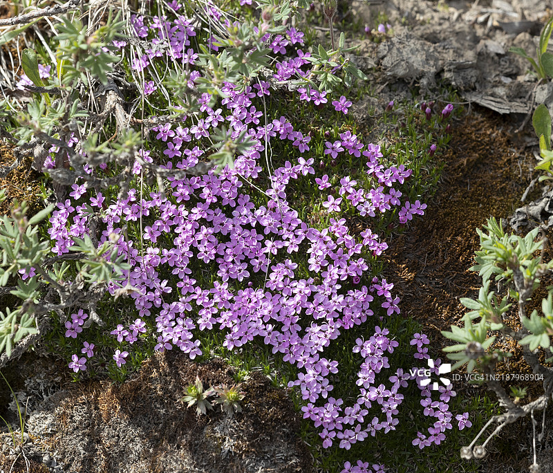 德纳里苔藓石南星图片素材