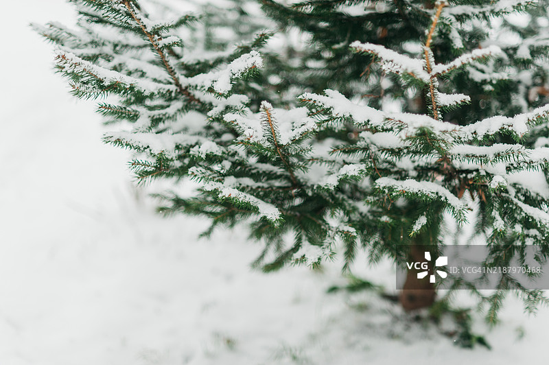圣诞节和新年假期背景。图片素材