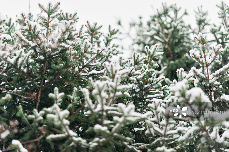圣诞节和新年假期背景。图片素材