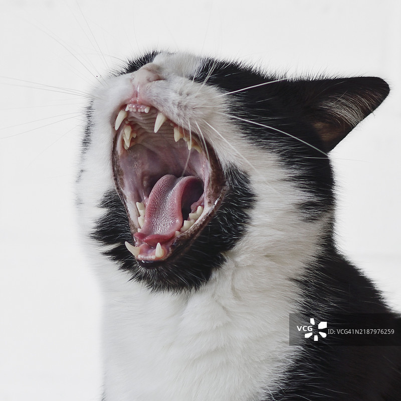 喵喵叫的猫图片素材