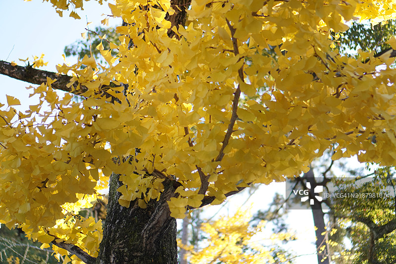 银杏树的黄色叶子图片素材
