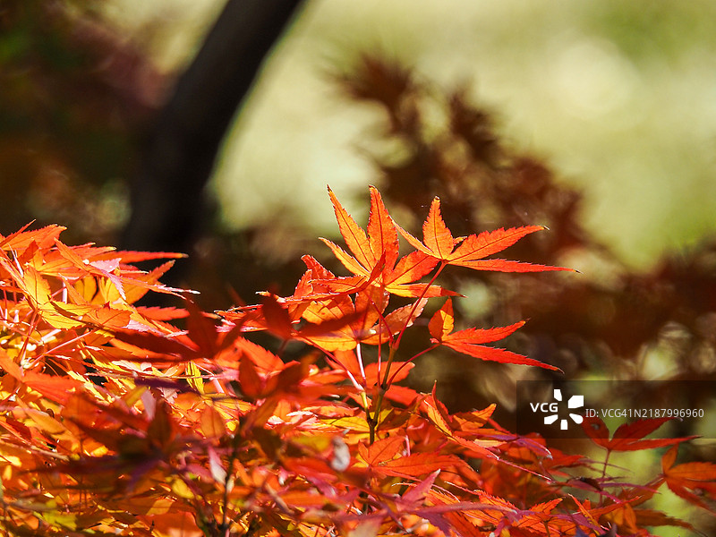 日本枫树图片素材