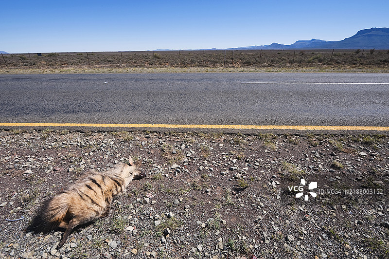 在交通中被撞倒的土狼图片素材