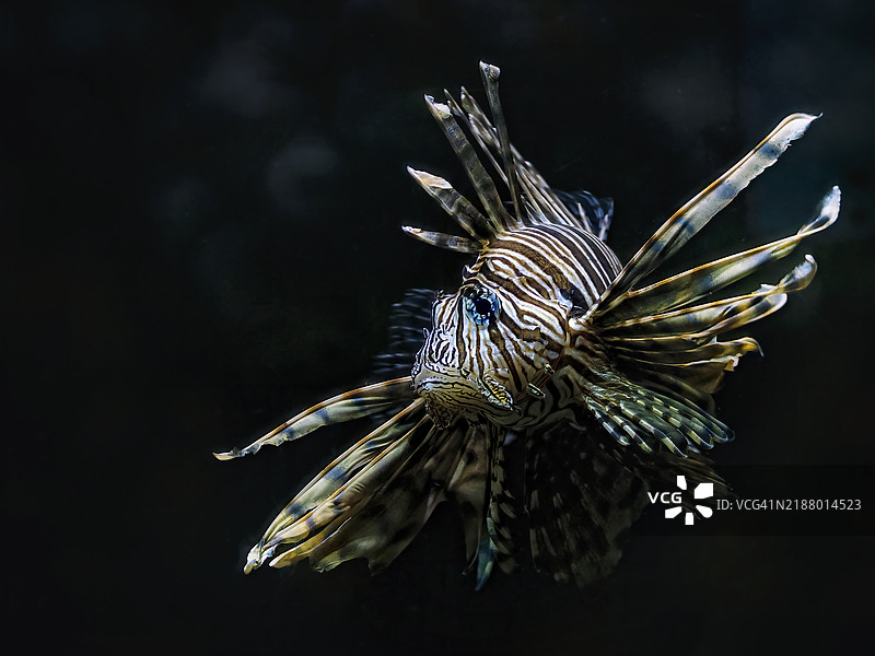 狮子鱼图片素材