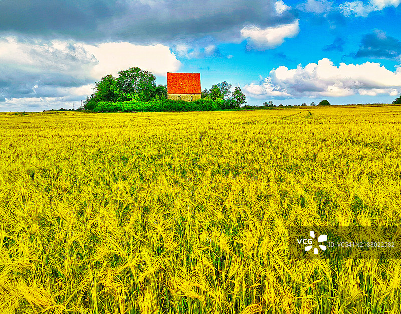 一座位于大麦田旁的房子图片素材