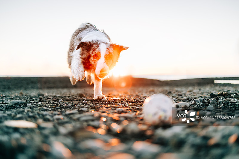 边境牧羊犬在日落时分玩球图片素材