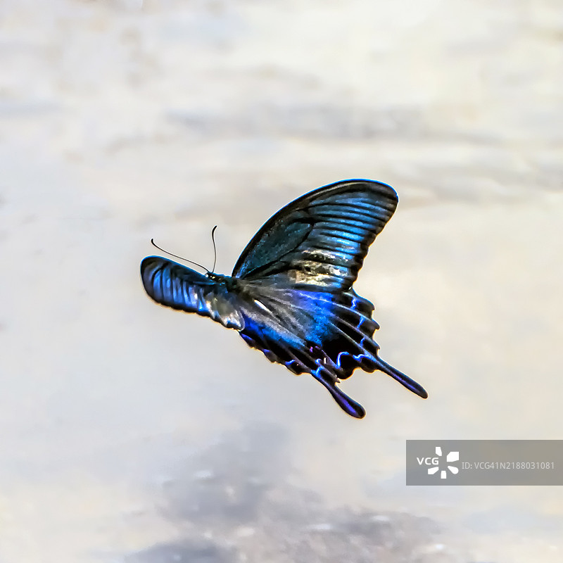 彩虹色蓝色蝴蝶在飞翔图片素材