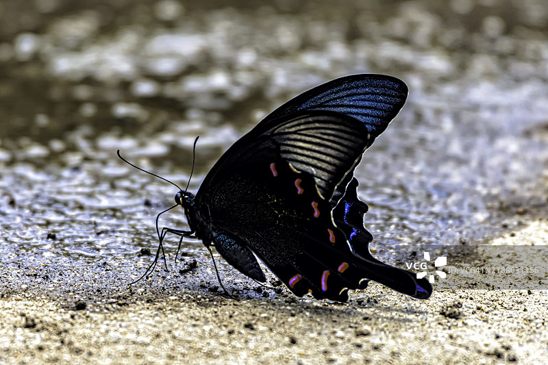 沙地上的彩虹蝴蝶图片素材
