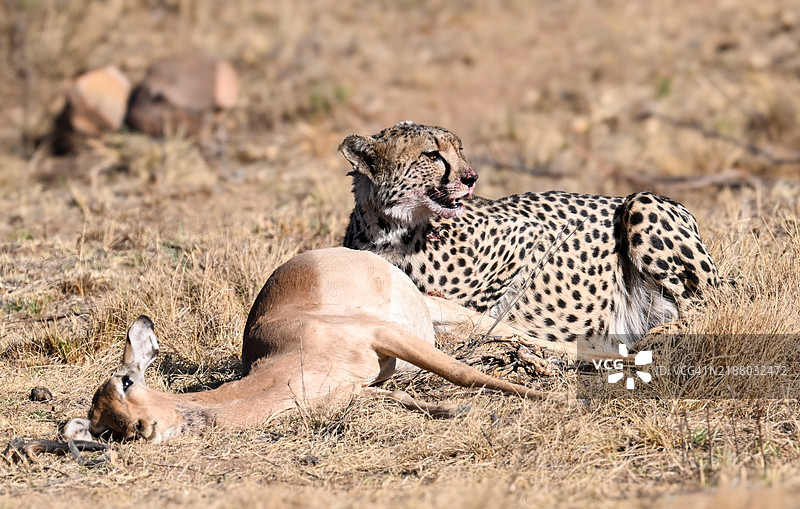 南非的猎豹与它的猎物图片素材