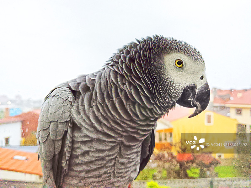 灰色鹦鹉与背景中的窗户图片素材