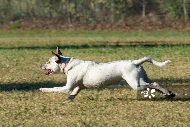 可爱的白色狗狗在玩耍和快速奔跑图片素材