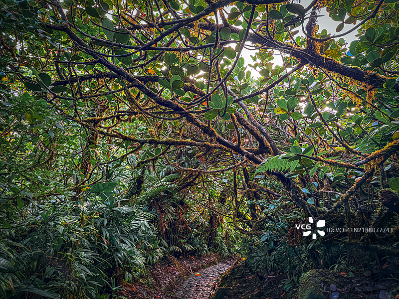 阳光洒在森林的小路上。图片素材