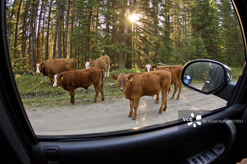 路上的牛图片素材