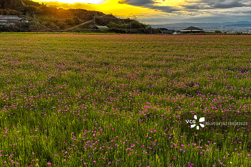 黄芪的傍晚景色图片素材