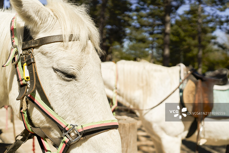 在阴凉处休息的白马戴着马嚼。图片素材