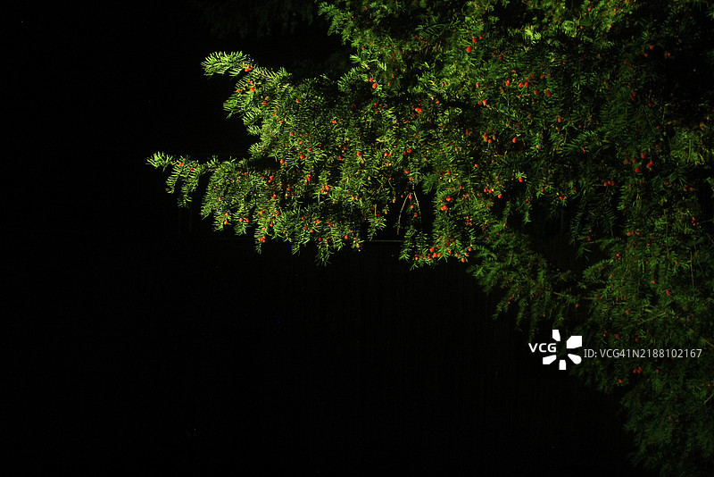夜幕优雅：黑暗背景下的红果紫杉枝图片素材