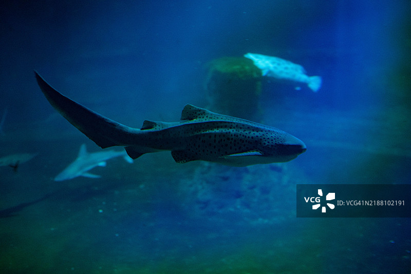 海中游动的鲨鱼特写镜头图片素材