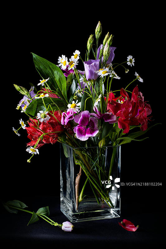 黑色背景下的花朵特写图片素材