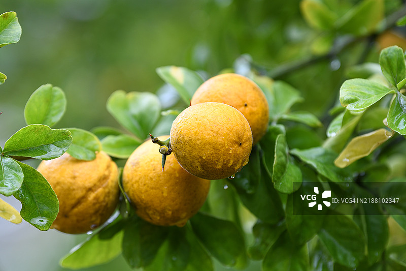 树上的水果特写，切斯特，新泽西州，美国图片素材