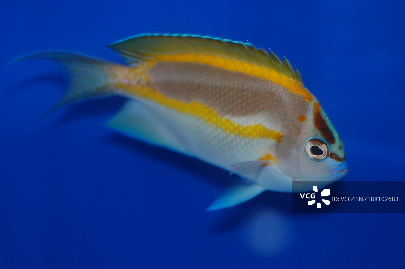热带海水鲈鱼在海中游泳的特写， 美国图片素材