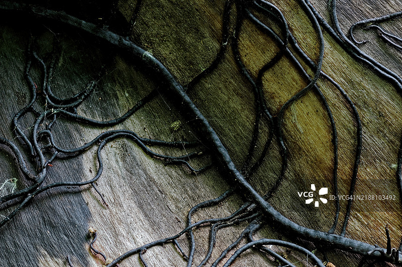 树干的高角度视图图片素材