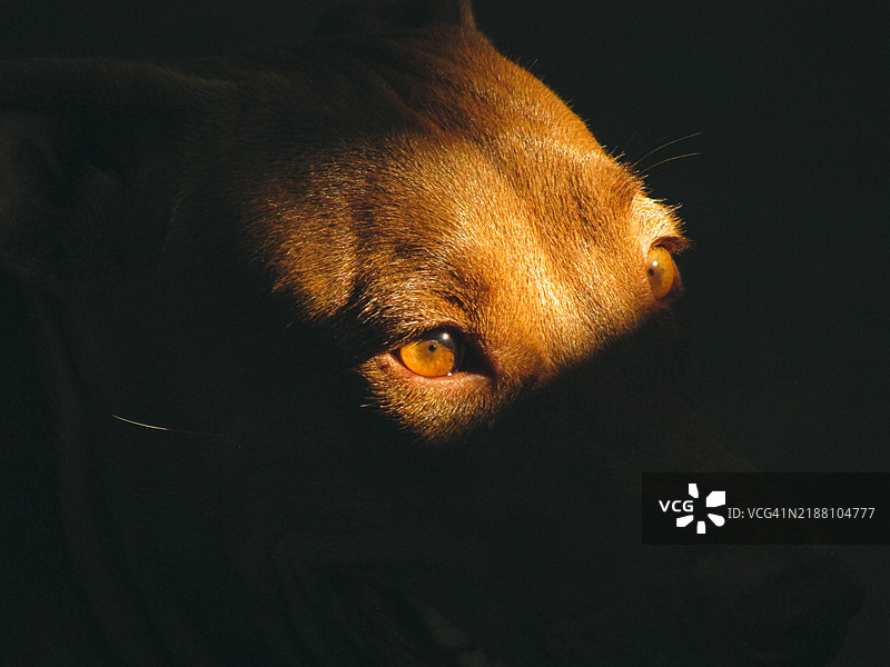 黑色背景下的狗特写图片素材