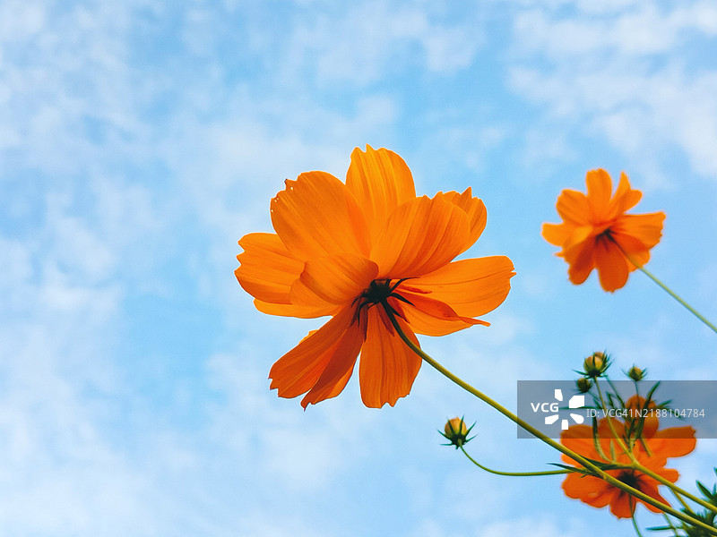 低角度视图的橙色花朵与天空相映衬图片素材