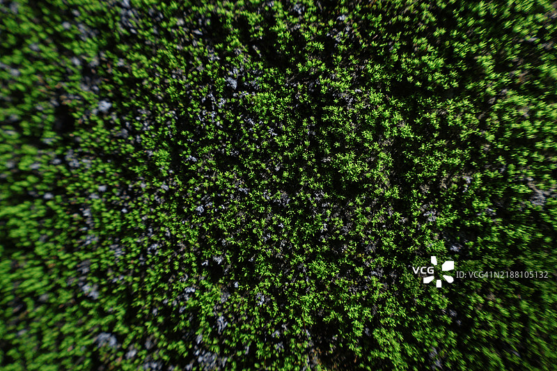 植物的全景特写图片素材