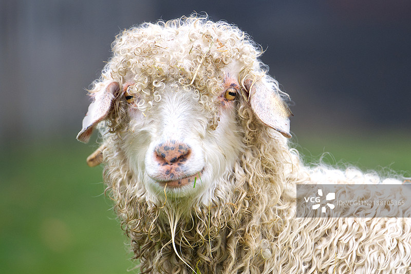 羊的肖像图片素材