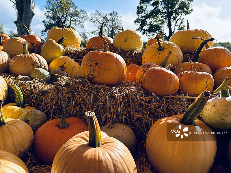 田野上南瓜的特写，巴利梅纳，北爱尔兰，英国图片素材