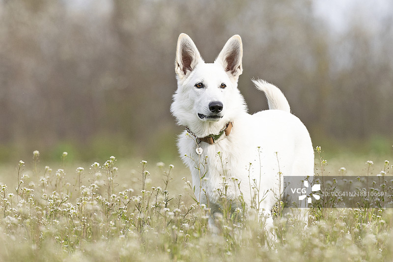 纯种狗在田野上站立的肖像图片素材