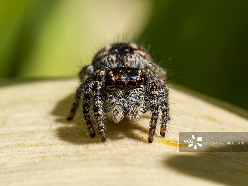 土耳其梅尔辛的蜘蛛特写镜头图片素材