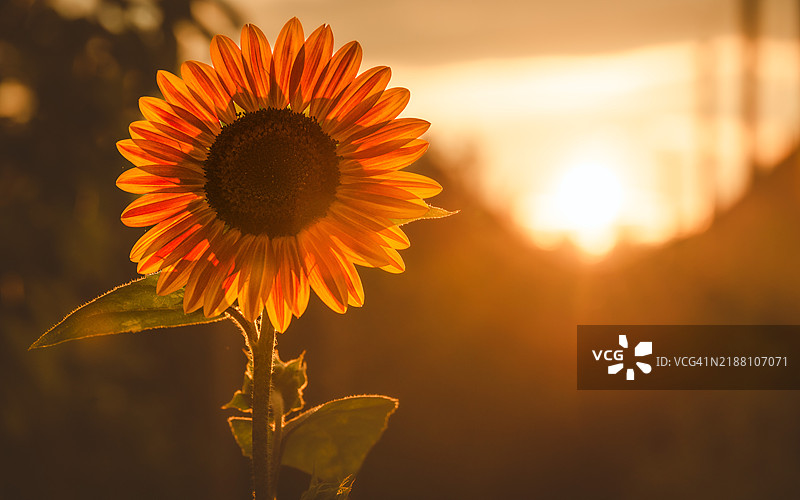 向日葵特写图片素材