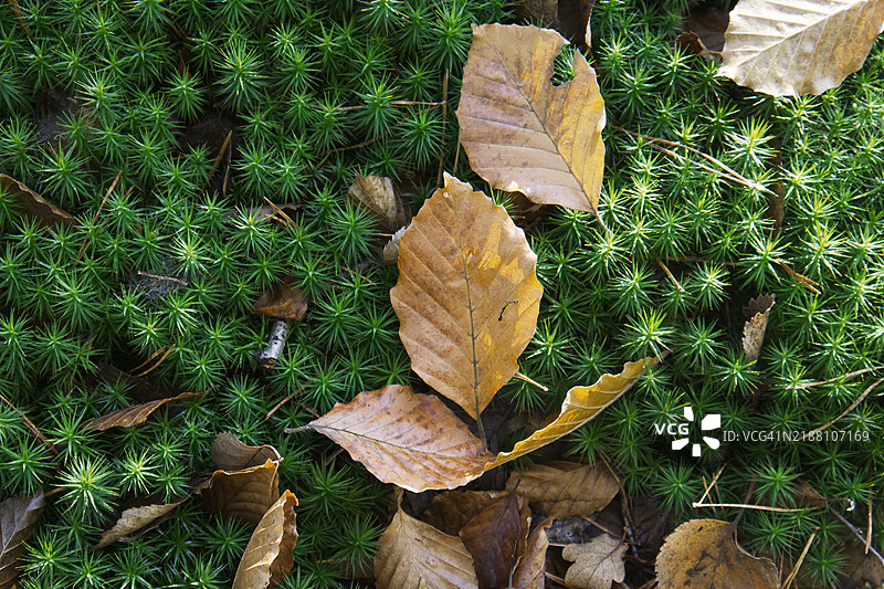 高角度视图的田野上的叶子图片素材