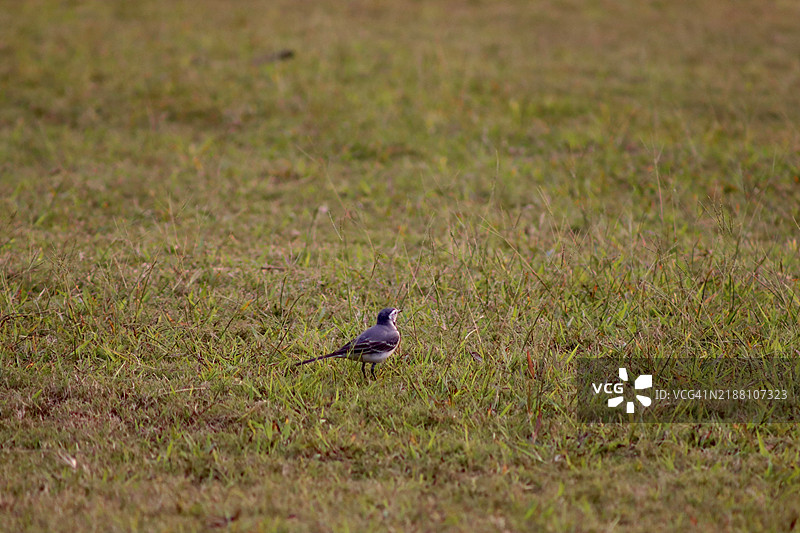 鸟儿栖息在田野上的特写，印度北方邦勒克瑙图片素材
