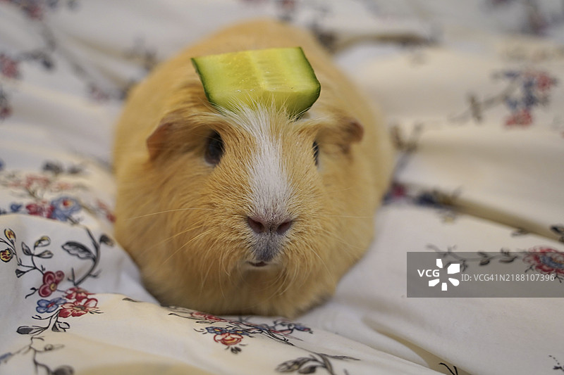 床上的豚鼠特写图片素材