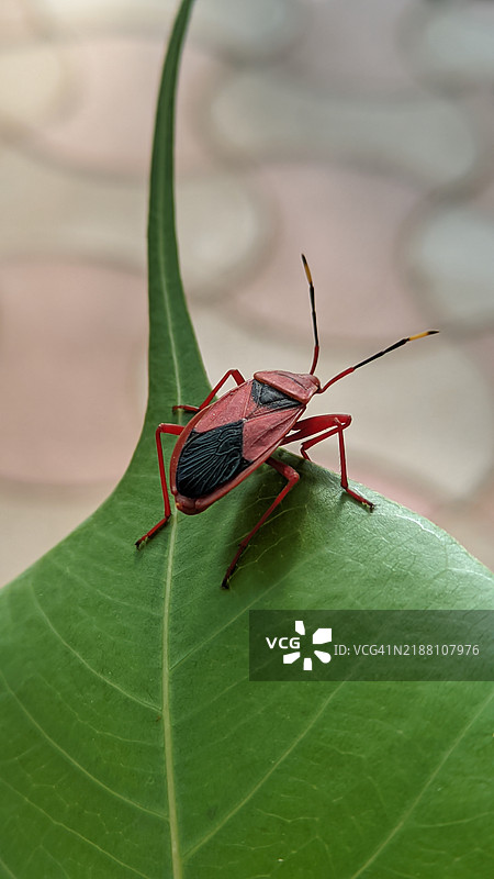 叶子上的昆虫特写图片素材