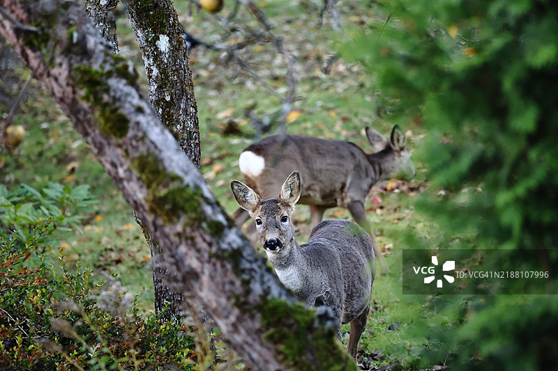 袋鼠在田野上站立的肖像图片素材