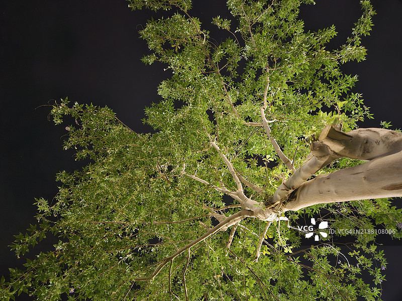 低角度视图的树木与天空相对照图片素材