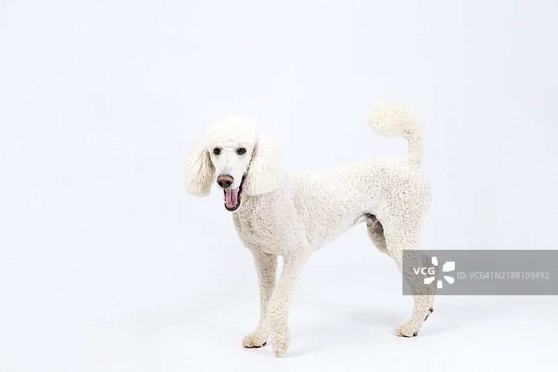 聚焦狗狗：表情图片素材