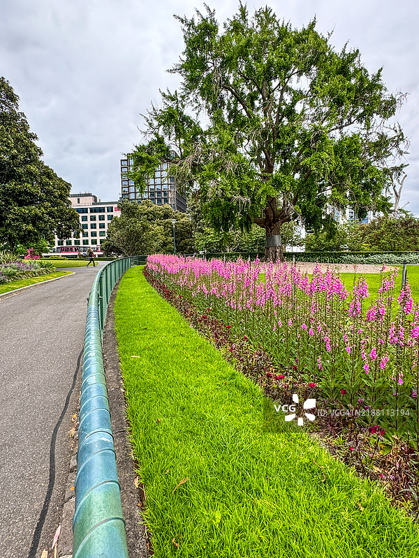 墨尔本弗拉格斯塔夫花园盛开的长排毛地黄花图片素材