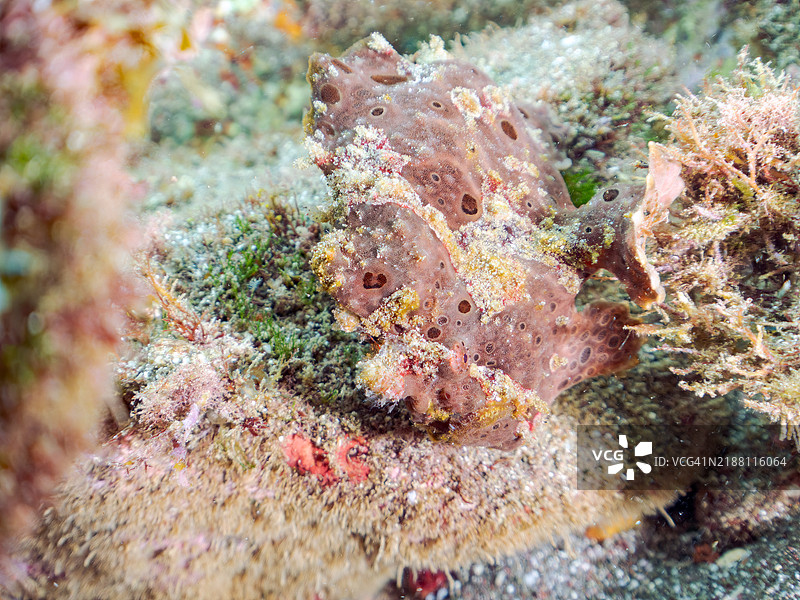 一只巨大的巨型蛙鱼（Antennarius commersoni），通过摇动其诱饵（额头触手）来吸引和捕猎鱼类。图片素材