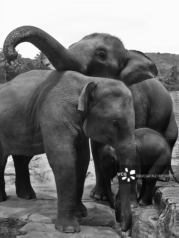 斯里兰卡大象洗澡图片素材