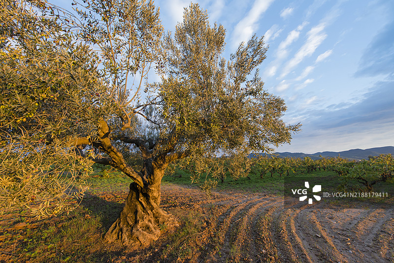 橄榄树图片素材